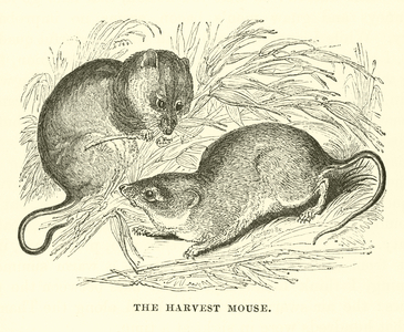 The Harvest Mouse (engraving)