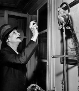 Mapie De Toulouse Lautrec, Cookbooks Author, here With her Bird on March 11, 1965 (b/w photo)