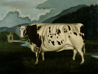 The Famous Craven Heifer (oil on canvas)