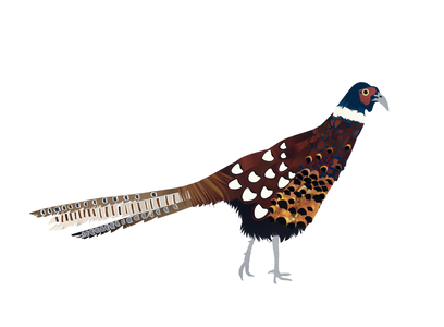 Pheasant, 2013 (cut paper)