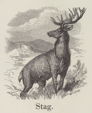 Stag (engraving)