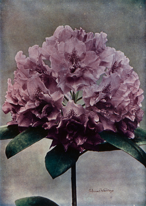 Fastuosum Flore Plenum (colour photo)