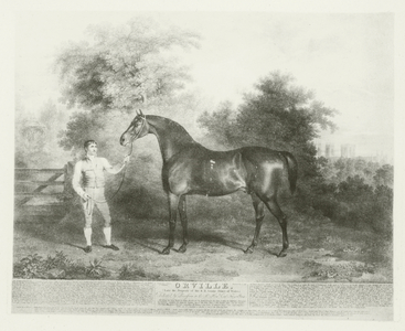 Orville, foaled 1799 (b/w photo)