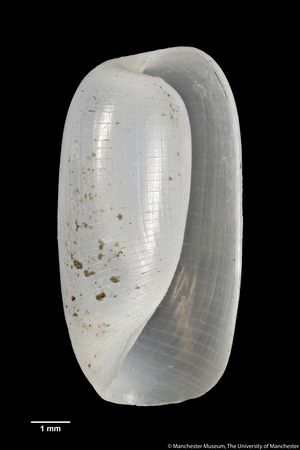 Haminea cairnsiana, 1895 (shell)