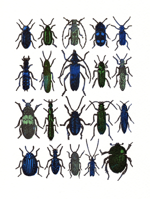 Beetles- blue / green, 2013 (screen print)