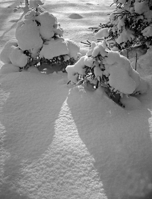 Two little christmas trees covered with snow, East Prussia, 1930s (b/w photo)
