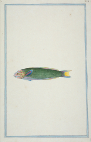 Thalassoma lunare