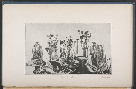 Végétation osmotique, Fig. 62, p. 163, from 'The Mechanism Of Life' (version anglaise), 1910 (litho)