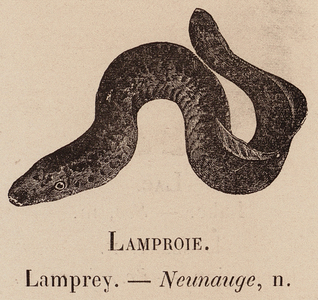 Le Vocabulaire Illustre: Lamproie; Lamprey; Neunauge (engraving)