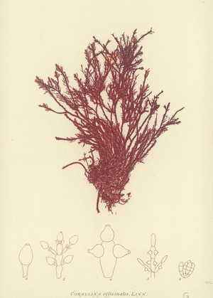 British Sea-Weed (nature printed)