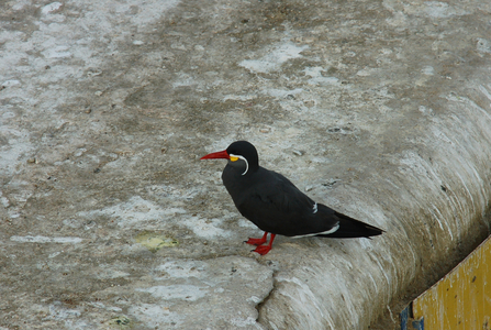 Inca Tern, Arica, Chile (photo)