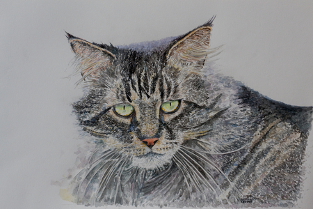 Pennsylvania Cat,2009(watercolor)