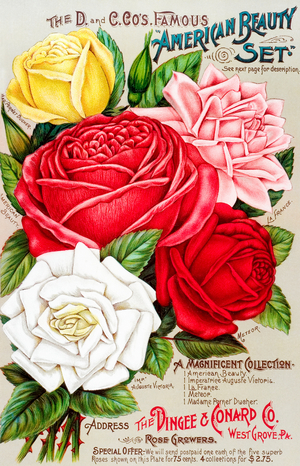 Dingee and Conard Co rose bulb and seed catalog, 1895