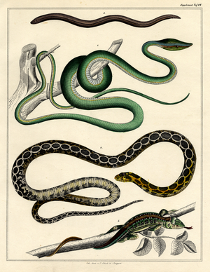Various Snakes (print)