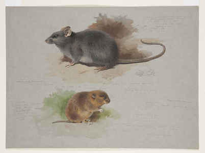 Black rat and orkney vole, c.1915 (watercolour & bodycolour over pencil on paper)