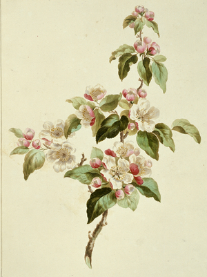 Folio 7 from A Collection of Flowers by John Edwards