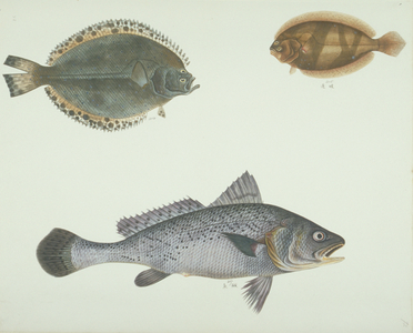 LS Plate 160 from the John Reeves Collection