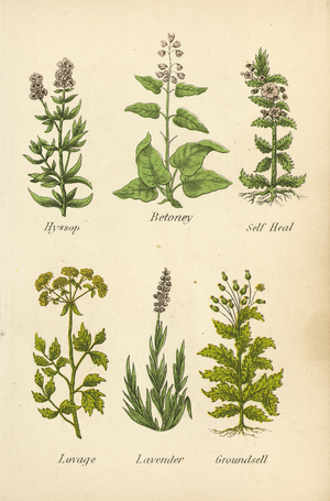 Hyssop, Betoney, Self Heal, Lovage, Lavender, Groundsell (colour litho)