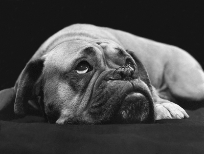 Boxer dreams, England, Great Britain, 1967 (photo)