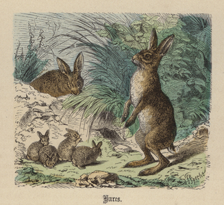 Hares (coloured engraving)