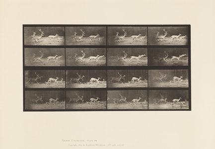 Plate 689. Fallow Deer; A, B, Buck and Group of Does; Galloping, 1885 (collotype on paper)