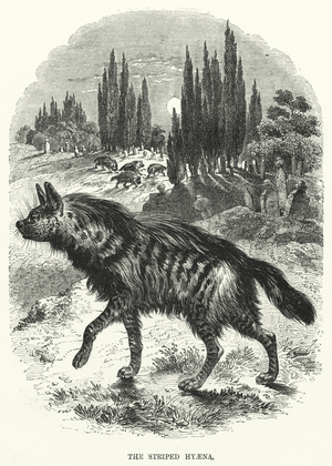 The Striped Hyaena (engraving)