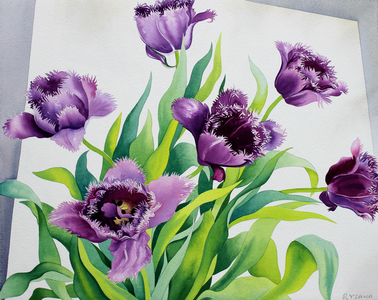 Purple Fringe Tulips, 2015 (watercolour on paper)
