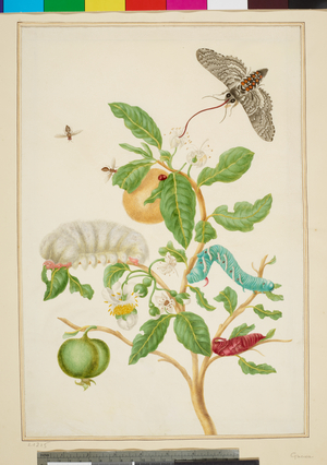 Branch of Sour Guava with Carolina Sphinx Moth (watercolour on vellum), 1703-