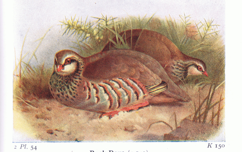 Red Legged Partridge, from Birds of the British Isles and Their Eggs published by Frederick Warne & Co Ltd, 1958 (colour litho)