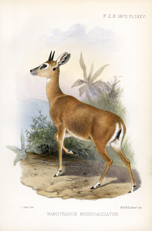 Black-tailed Dikdik (print)