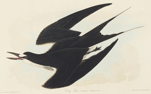 Sterna fuscata, sooty tern, Plate 235 from John James Audubon's Birds of America, original double elephant folio, 1827-30 (hand-coloured aquatint)