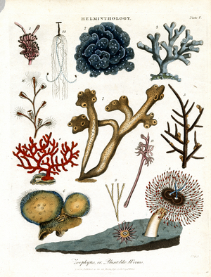 Zoophytes;or Plant-like Worms, 1810 (print)
