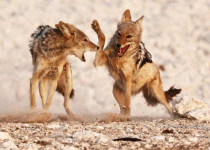 Sparring Jackals, Etosha, 2018, (photograph)