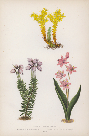 Sedum Sexangulare; Menziesia Caerulea; Scilla Bifolia Rubra (colour litho)