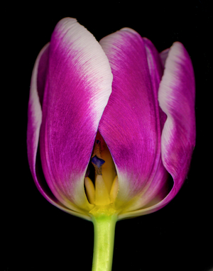 Arabian Mystery Tulip (photo)