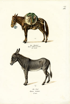 Donkey, 1824 (colour litho)