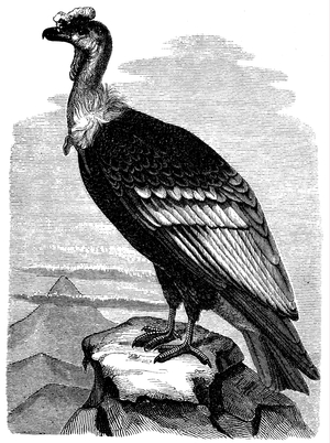 Condor