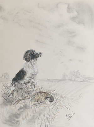 A Springer Spaniel in a landscape with hen pheasant (charcoal, crayon, ink and bodycolour)