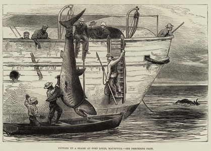 Cutting up a Shark at Port Louis, Mauritius (engraving)