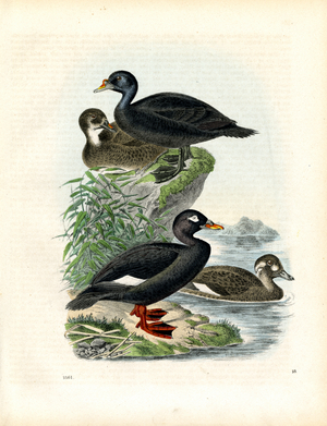 Water Birds: Scoters and Coot (litho)