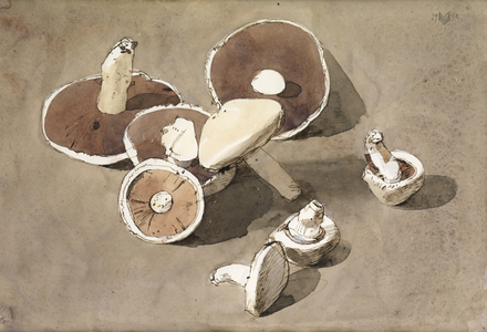 Mushrooms, 1990 (pen & ink with brown wash on paper)