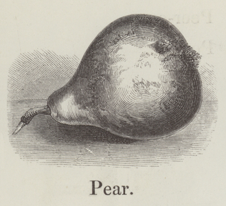Pear (engraving)