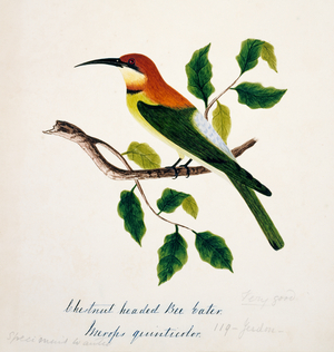 Merops leschenaulti
