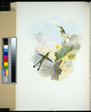 Scissor-tailed Racket-tail (spathura scissiura) (hand-coloured litho)