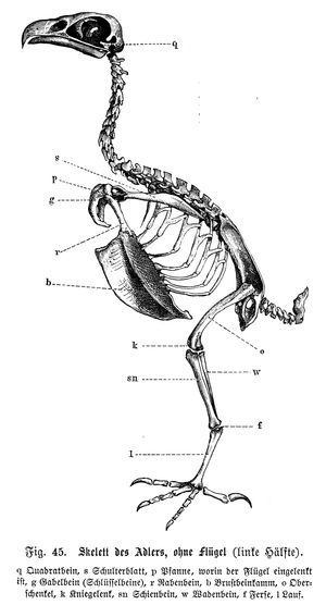 Eagle: Skeleton without wings