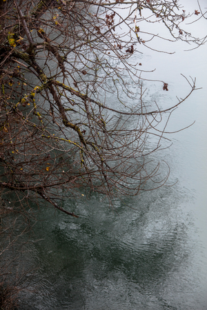 Trees along the Garonne in the fog, Toulouse (photo)