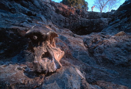 Human Evolution; a. Africanus; Sterkfontein; STS 505; South Africa; Fossil; Ron Clarke, 1995 (photo)