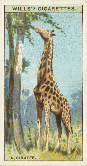 A giraffe (chromolitho)