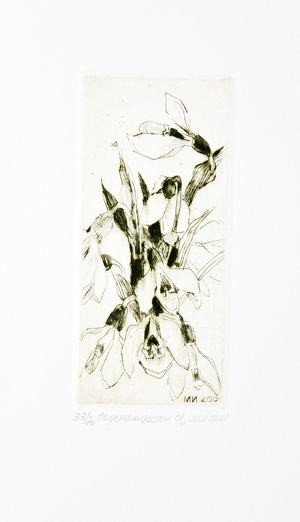Snowdrops (Galanthus), 2001 (drypoint)