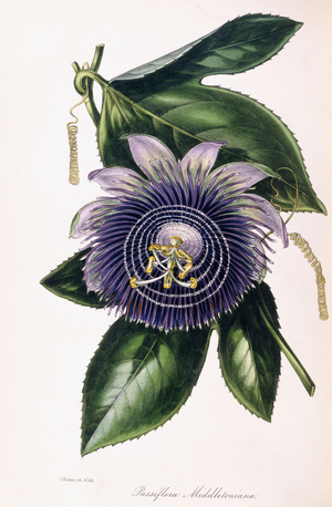 Passiflora Middletoniana, c.1834-1849 (engraving)